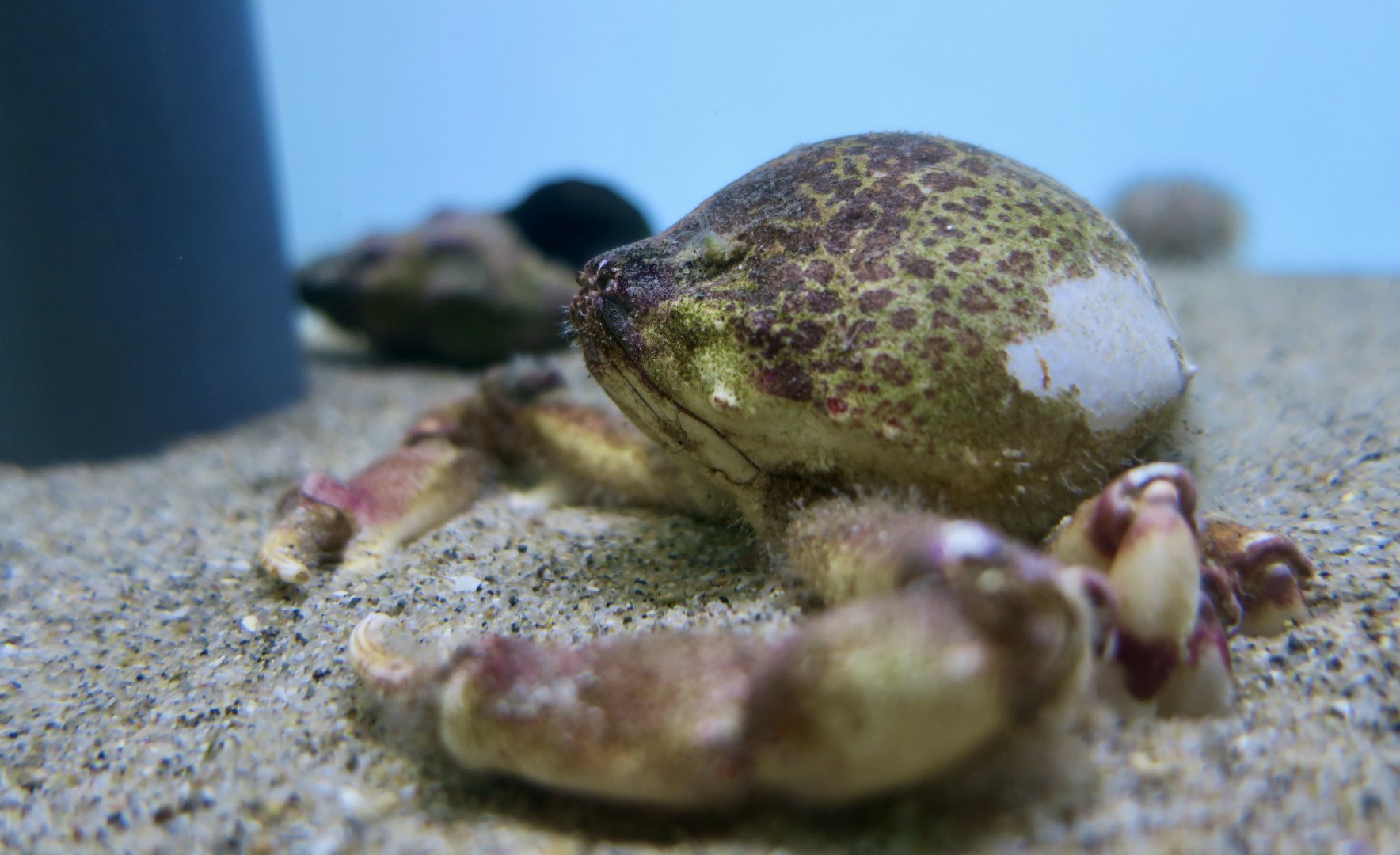 Globose Sand Crab (Randallia ornata)