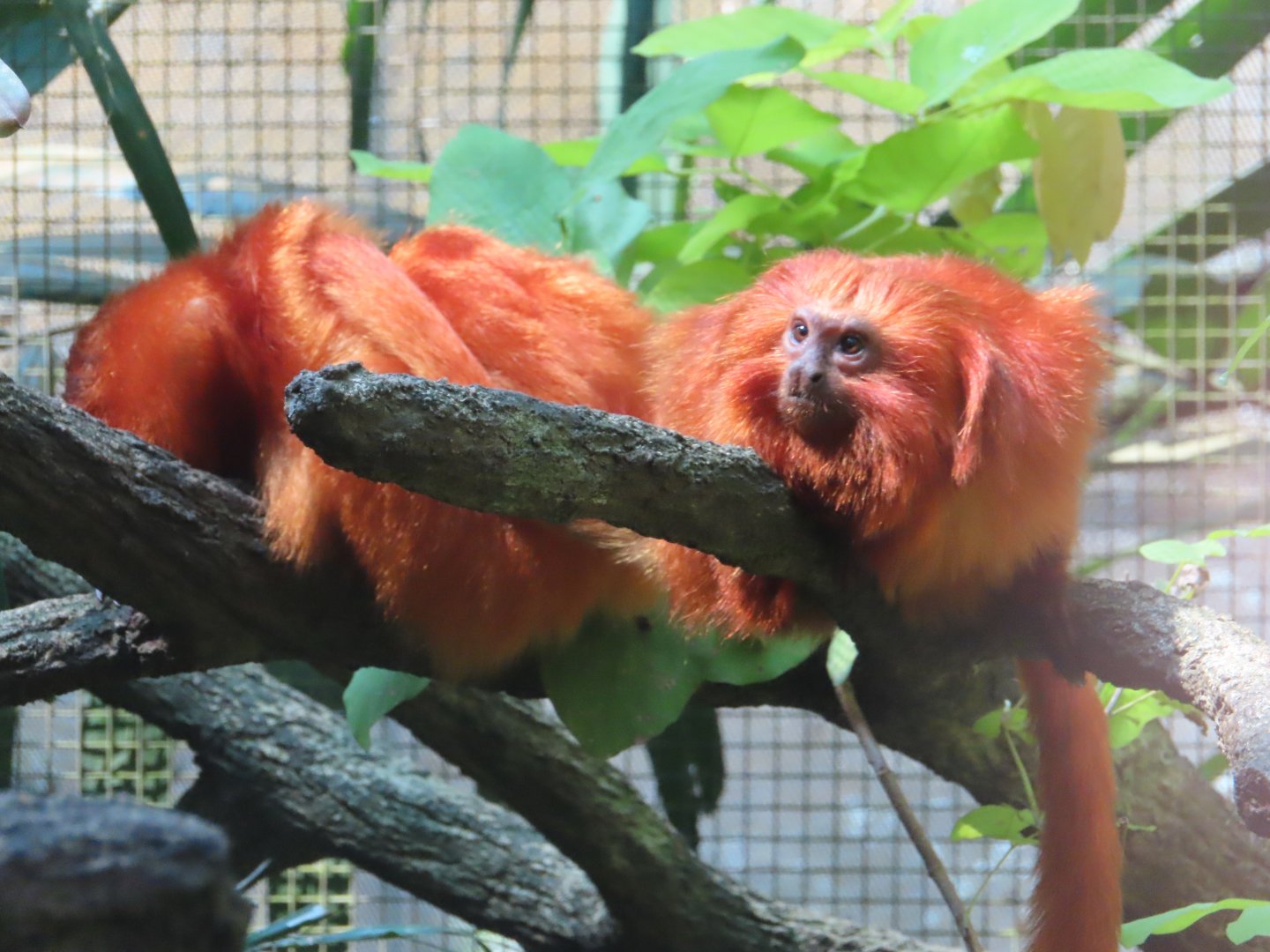 gloden tamarin
