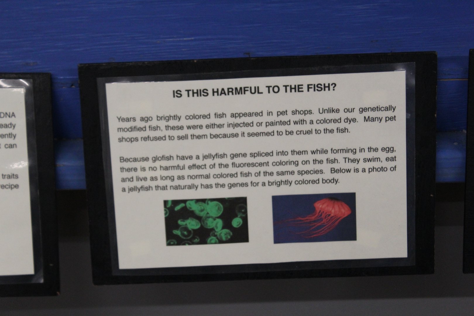 GloFish Harmful?