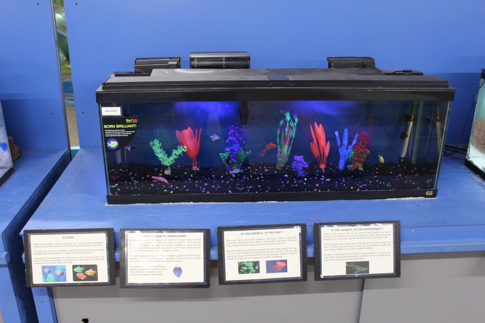 GloFish Tank