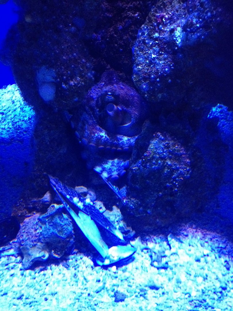 Gloomy Octopus (Octopus tetricus)