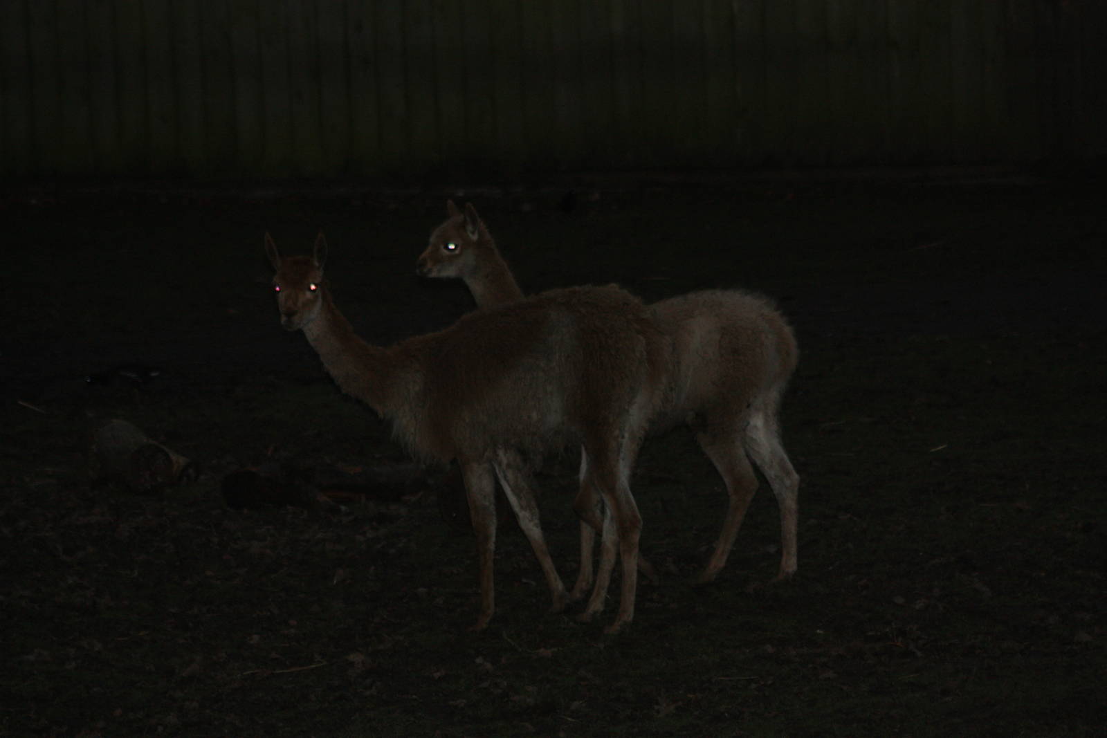 Gloomy Vicunas, 22nd December 2014