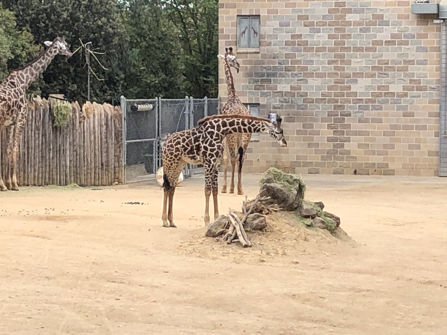 Glory, 10-month-old common Masai giraffe