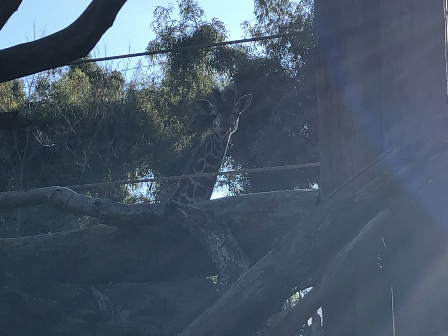 Glory, 4-month-old common Masai giraffe