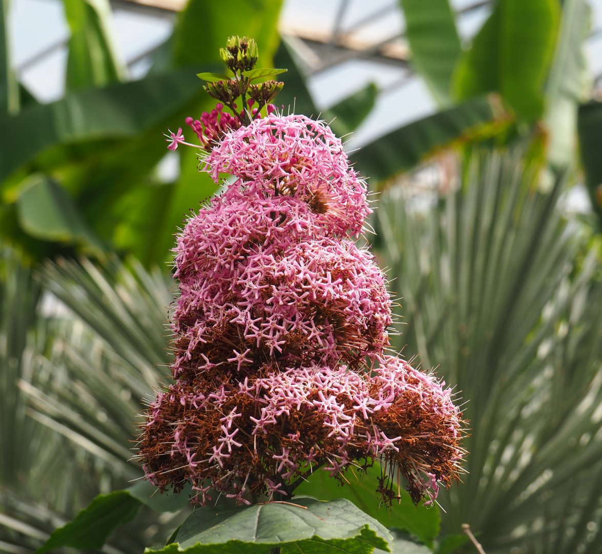 Glory flower inflorescence (Clerodendrum bungei), 2019-08-04