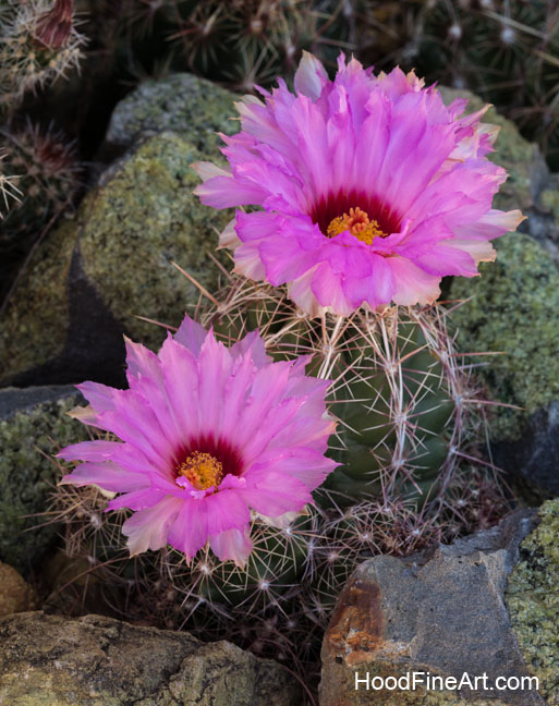 Glory of Texas bloom
