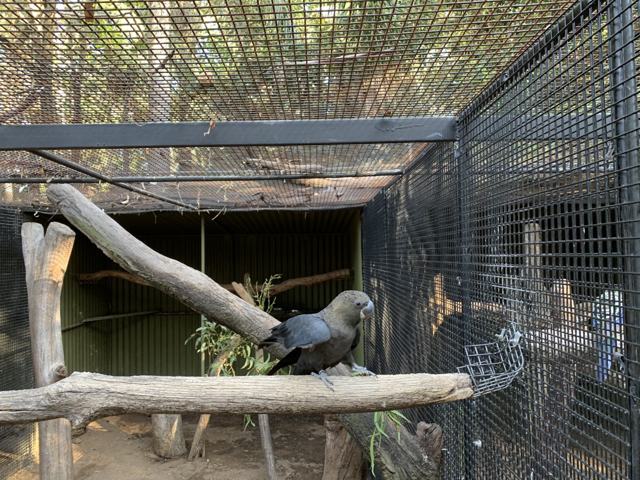 Glossy Black-Cockatoo Aviary