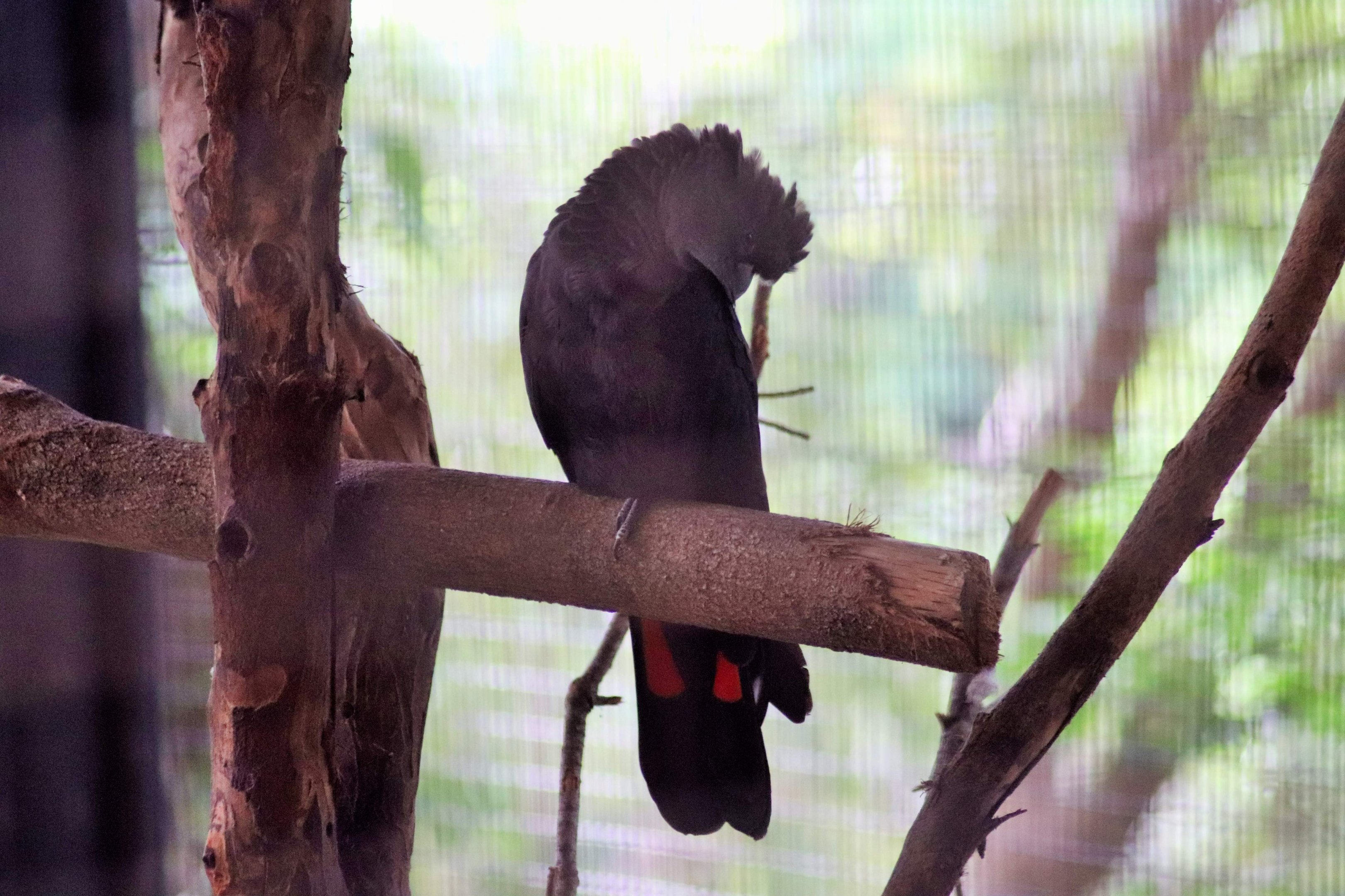 Glossy Black Cockatoo (Calyptorhynchus lathami)