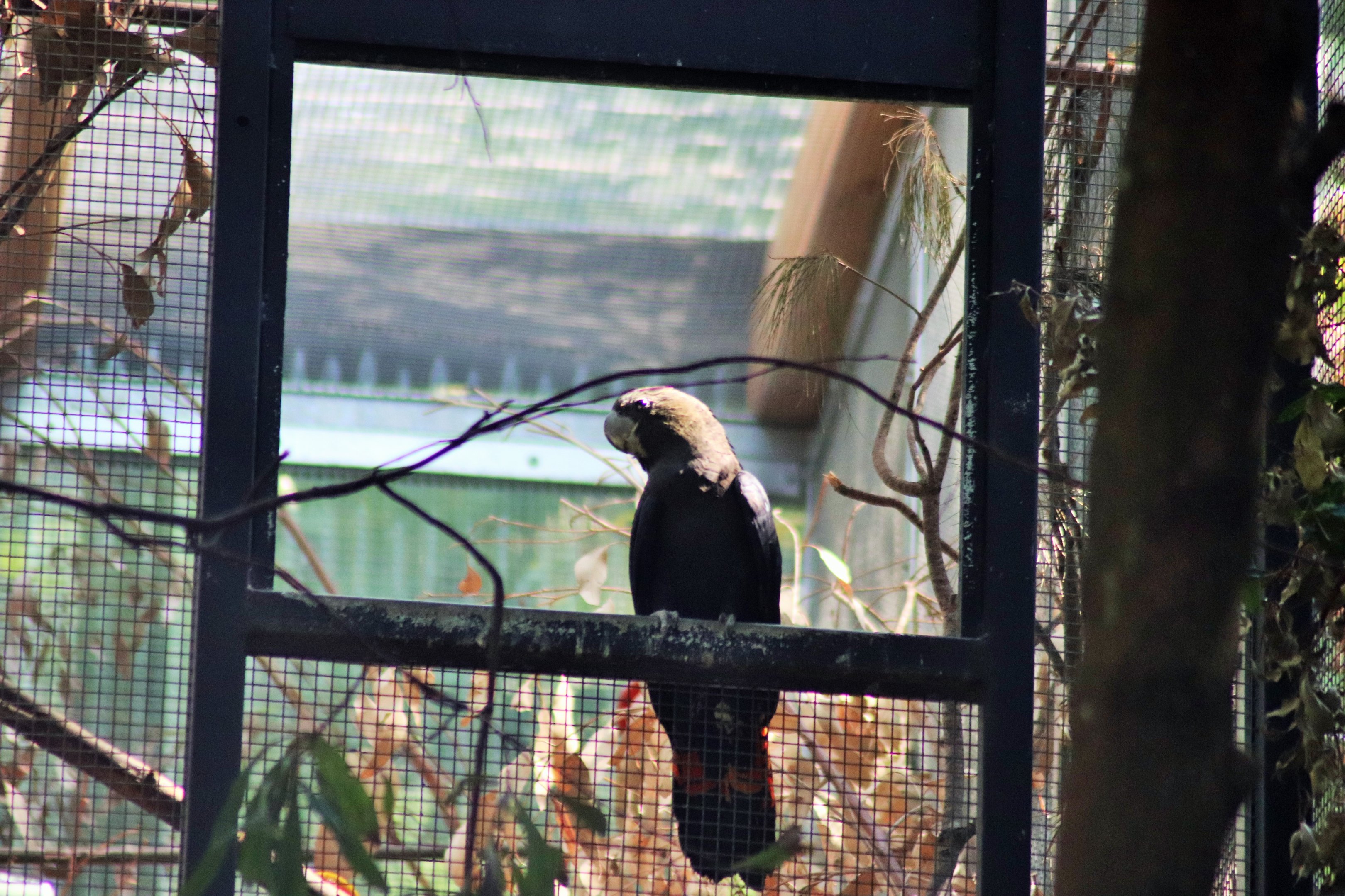 Glossy Black Cockatoo (Calyptorhynchus lathami)