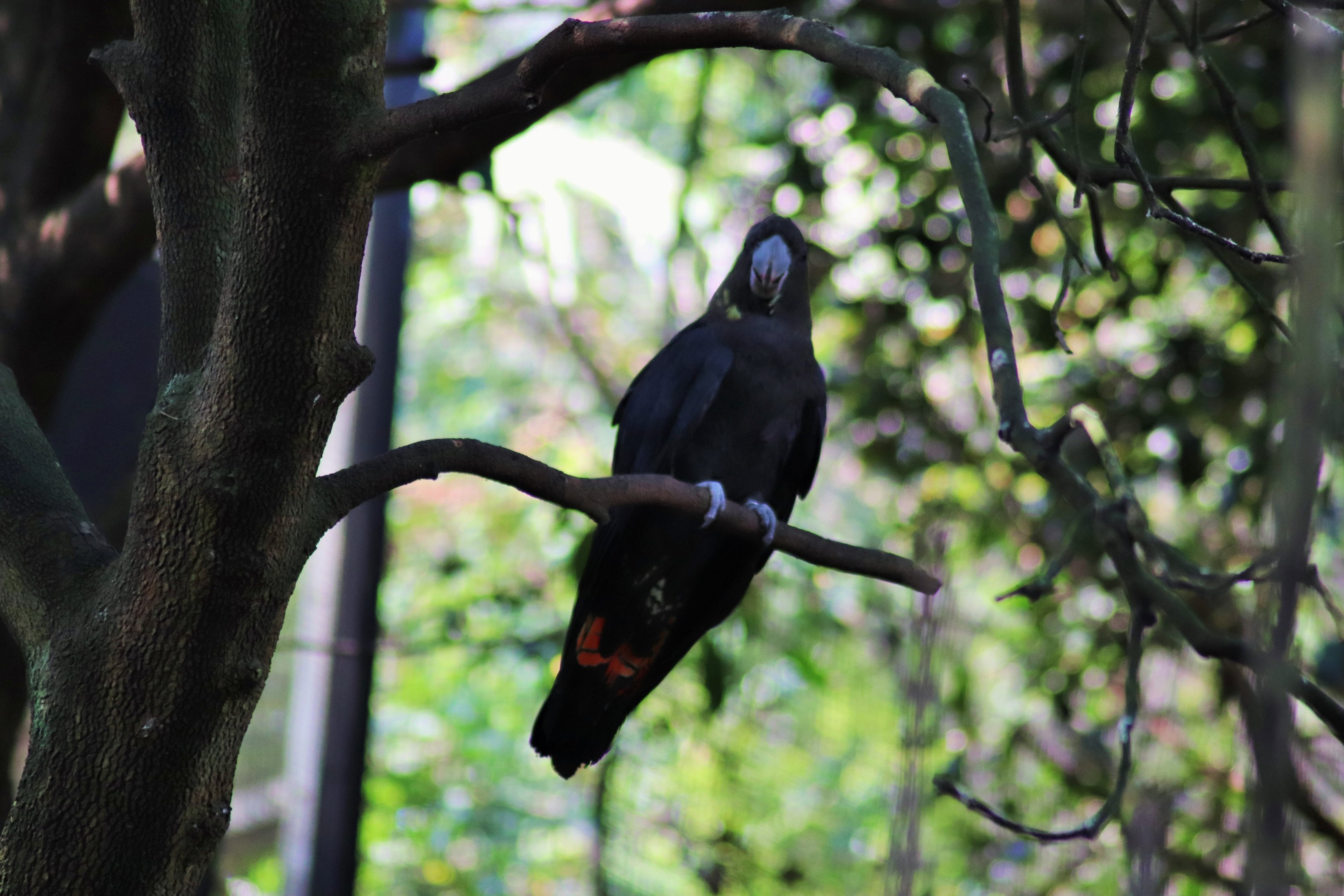 Glossy Black Cockatoo (Calyptorhynchus lathami)