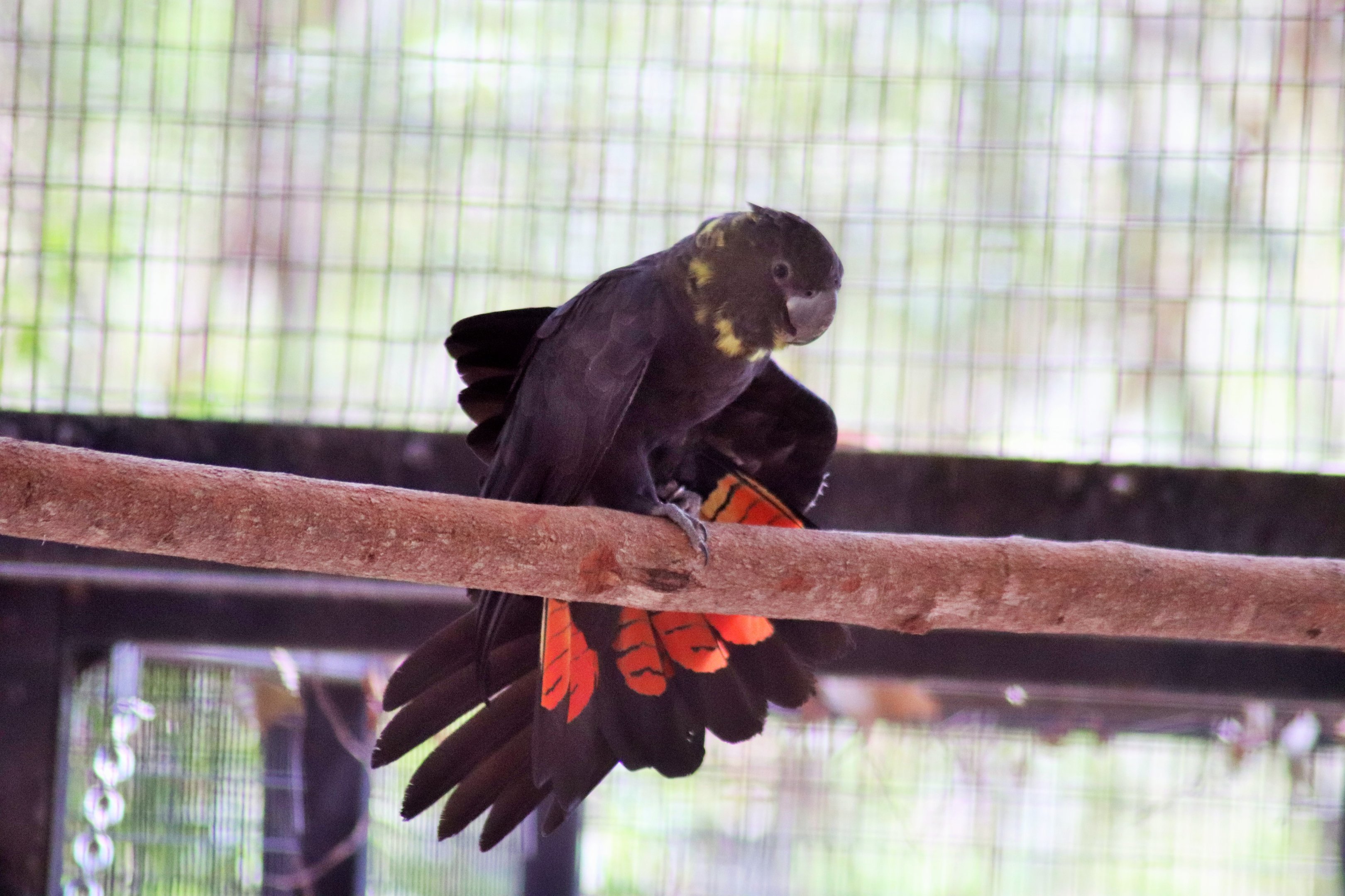 Glossy Black Cockatoo (Calyptorhynchus lathami)
