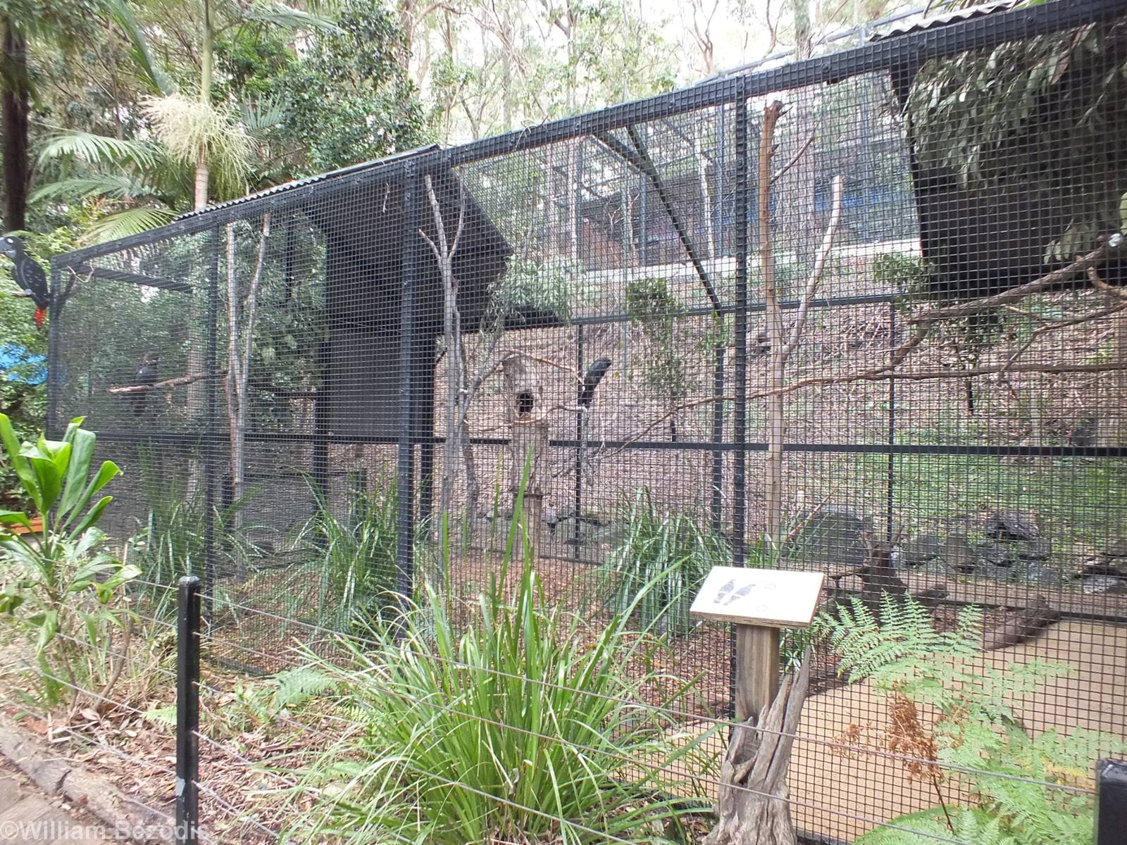 Glossy Black Cockatoo Enclosure