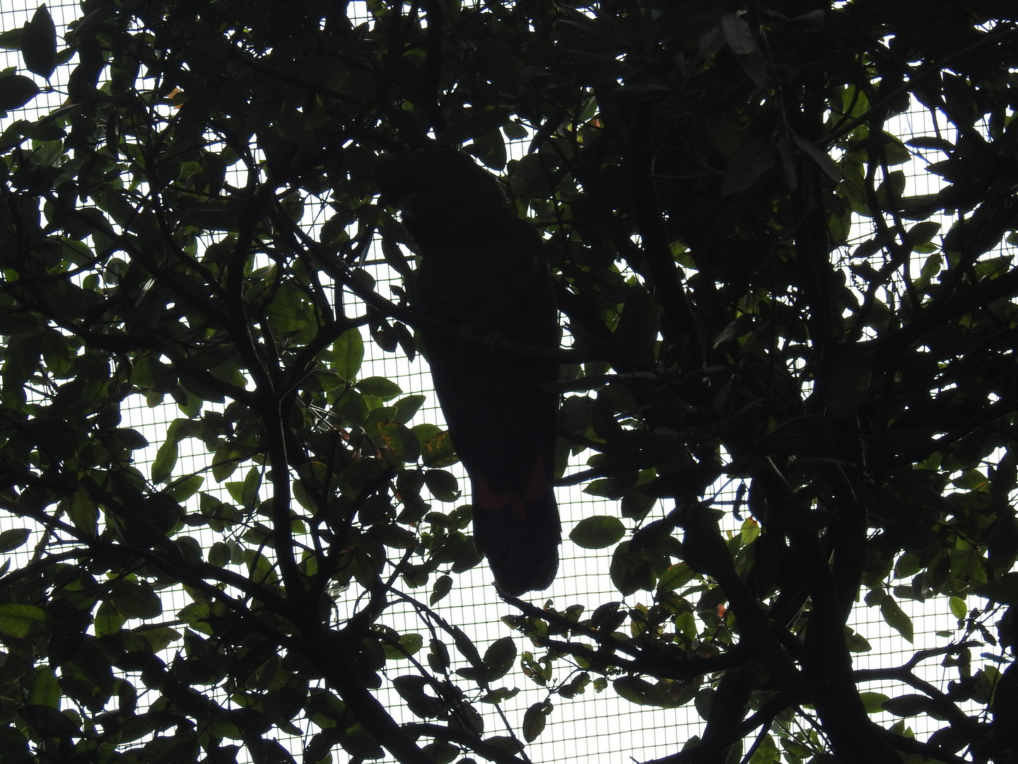 Glossy Black-Cockatoo (male)