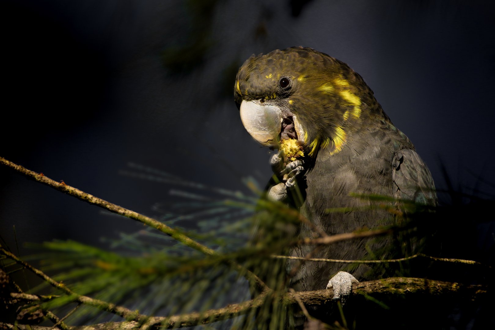 Glossy Black Cockatoo (ssp. lathami)