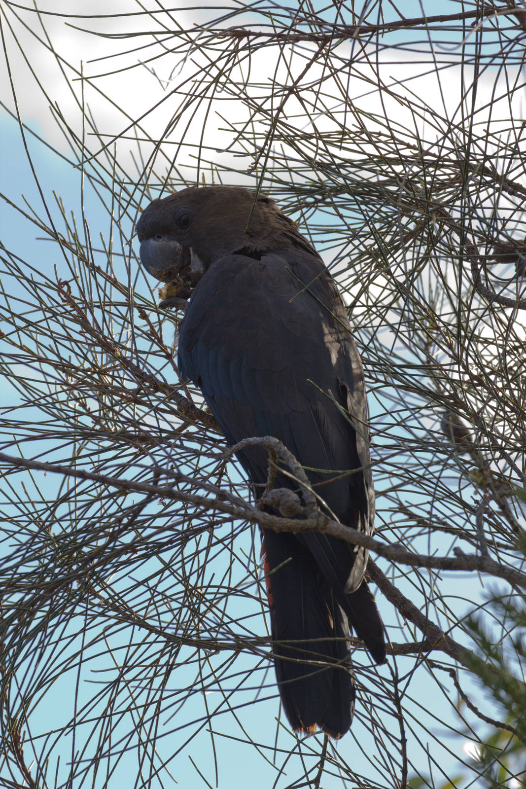 Glossy Black Cockatoo