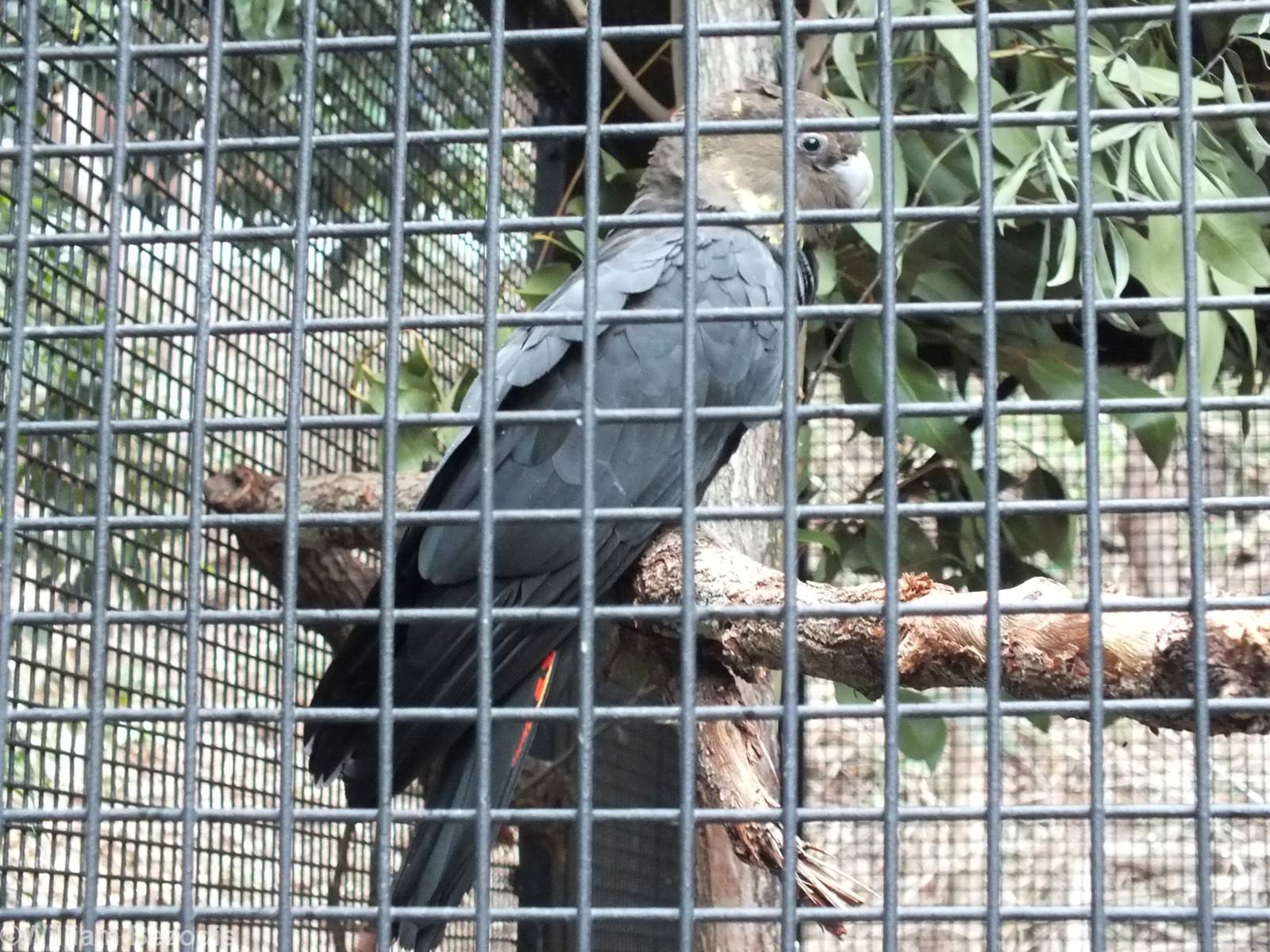 Glossy Black Cockatoo