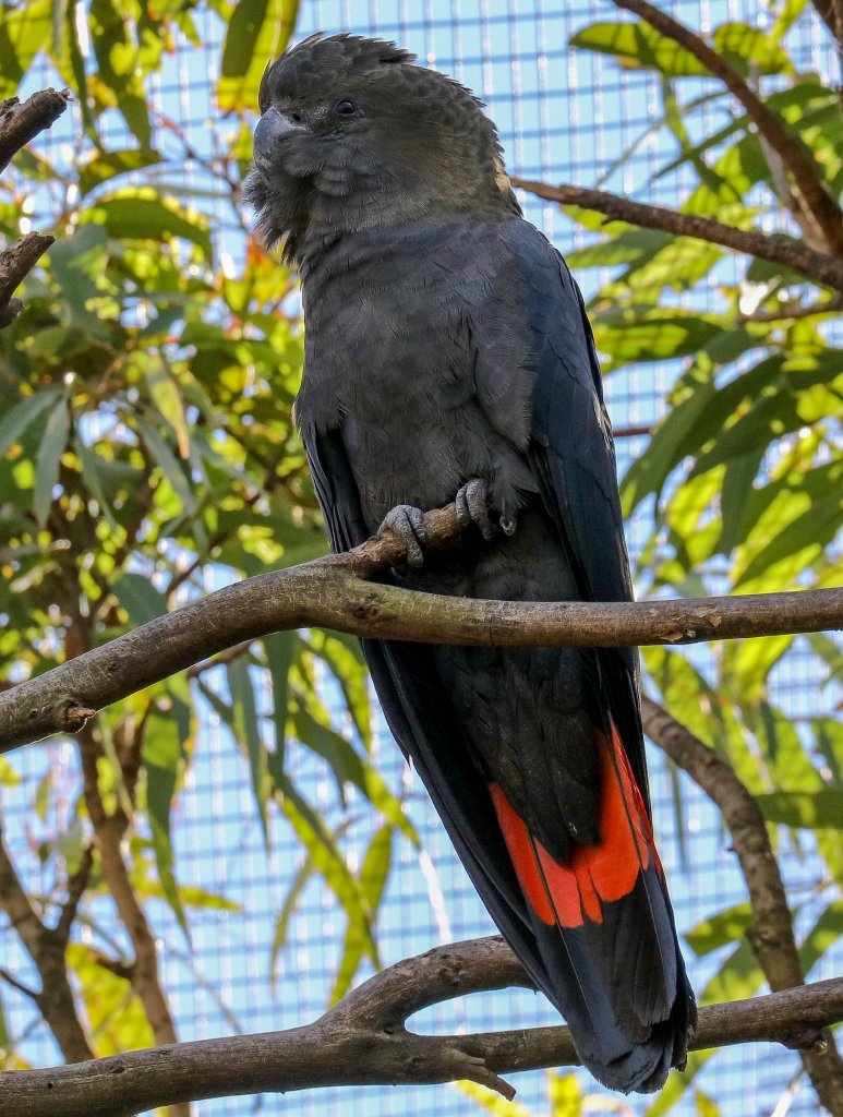 Glossy Black Cockatoo