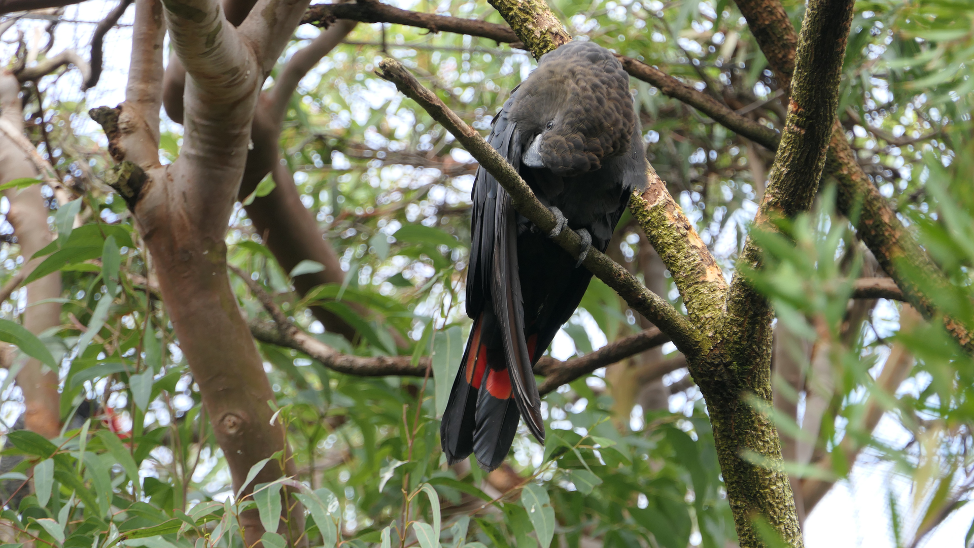 Glossy Black-Cockatoo