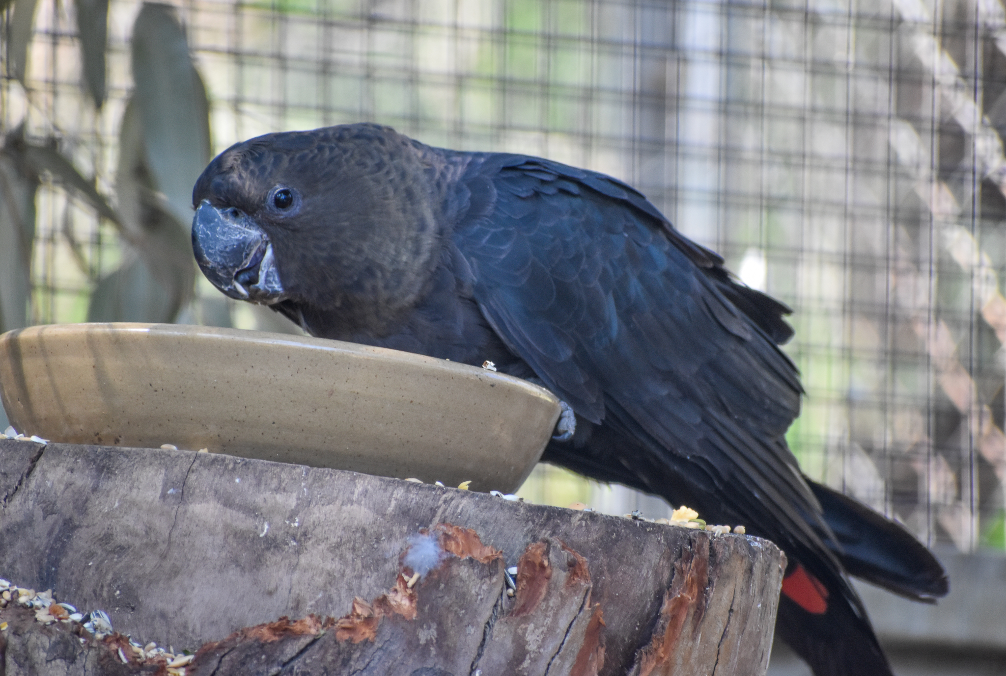 Glossy Black Cockatoo