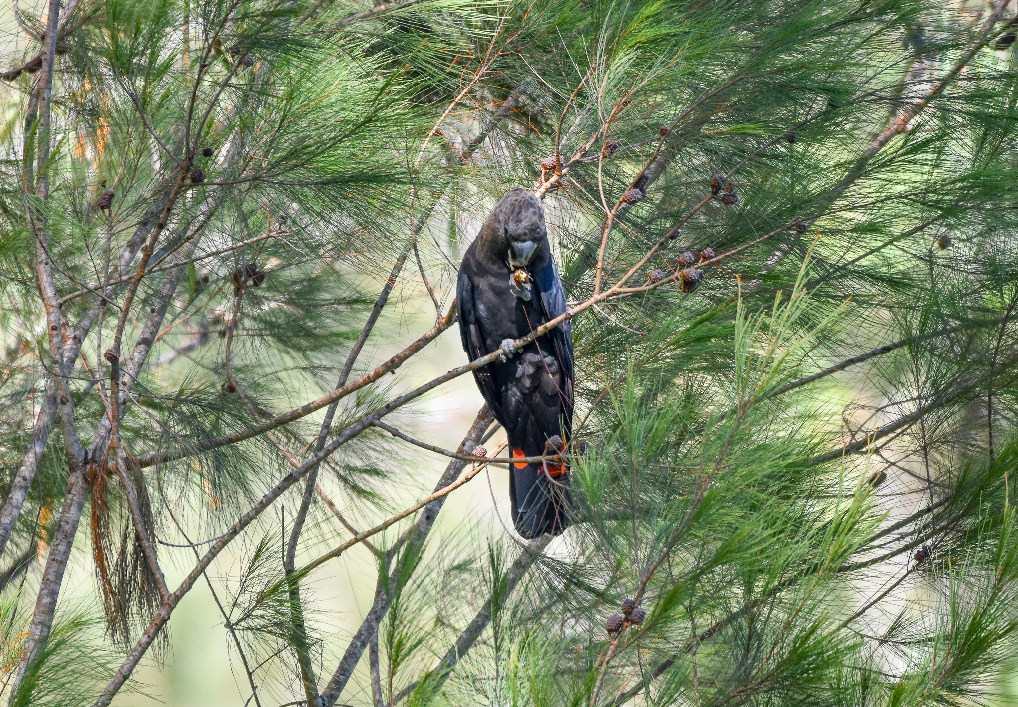 Glossy Black Cockatoo