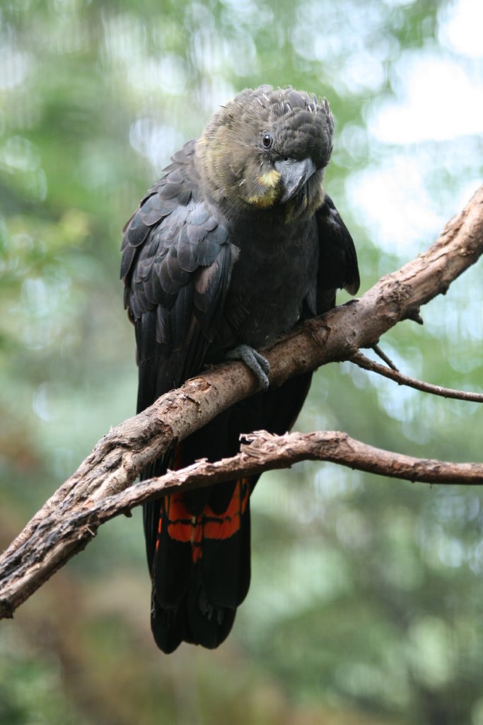 Glossy Black Cockatoo