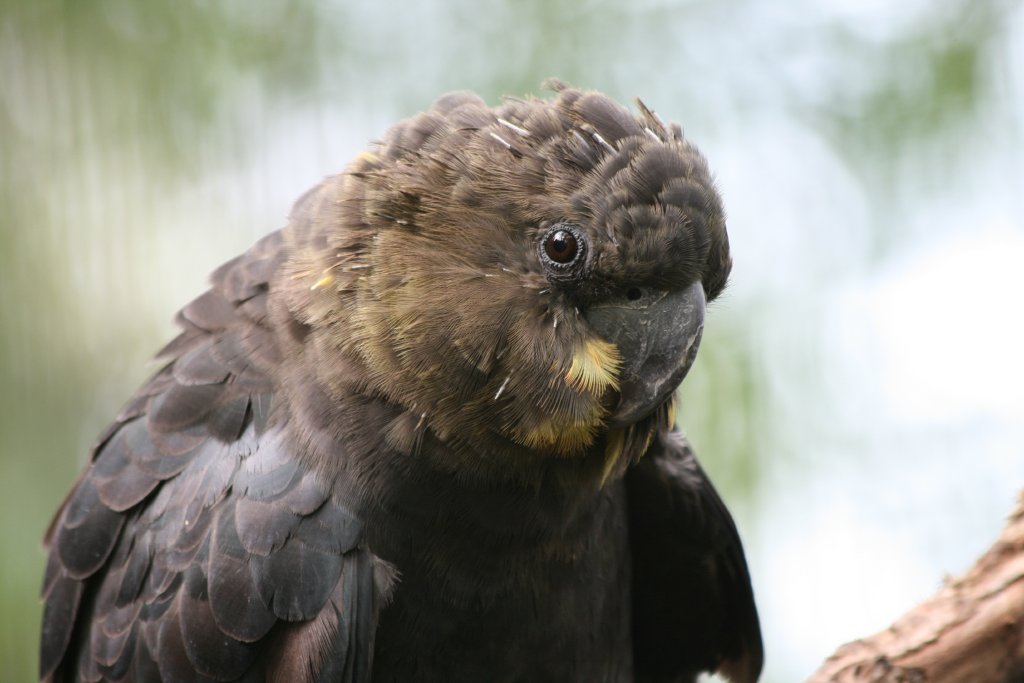 Glossy Black Cockatoo