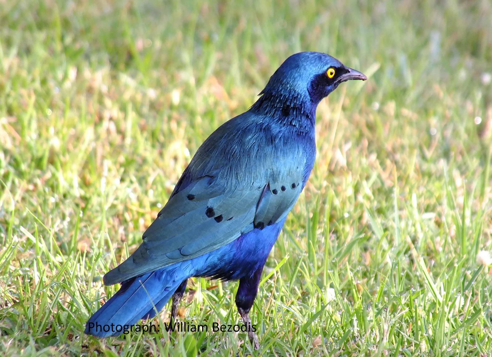 Glossy Blue Starling to be Identified