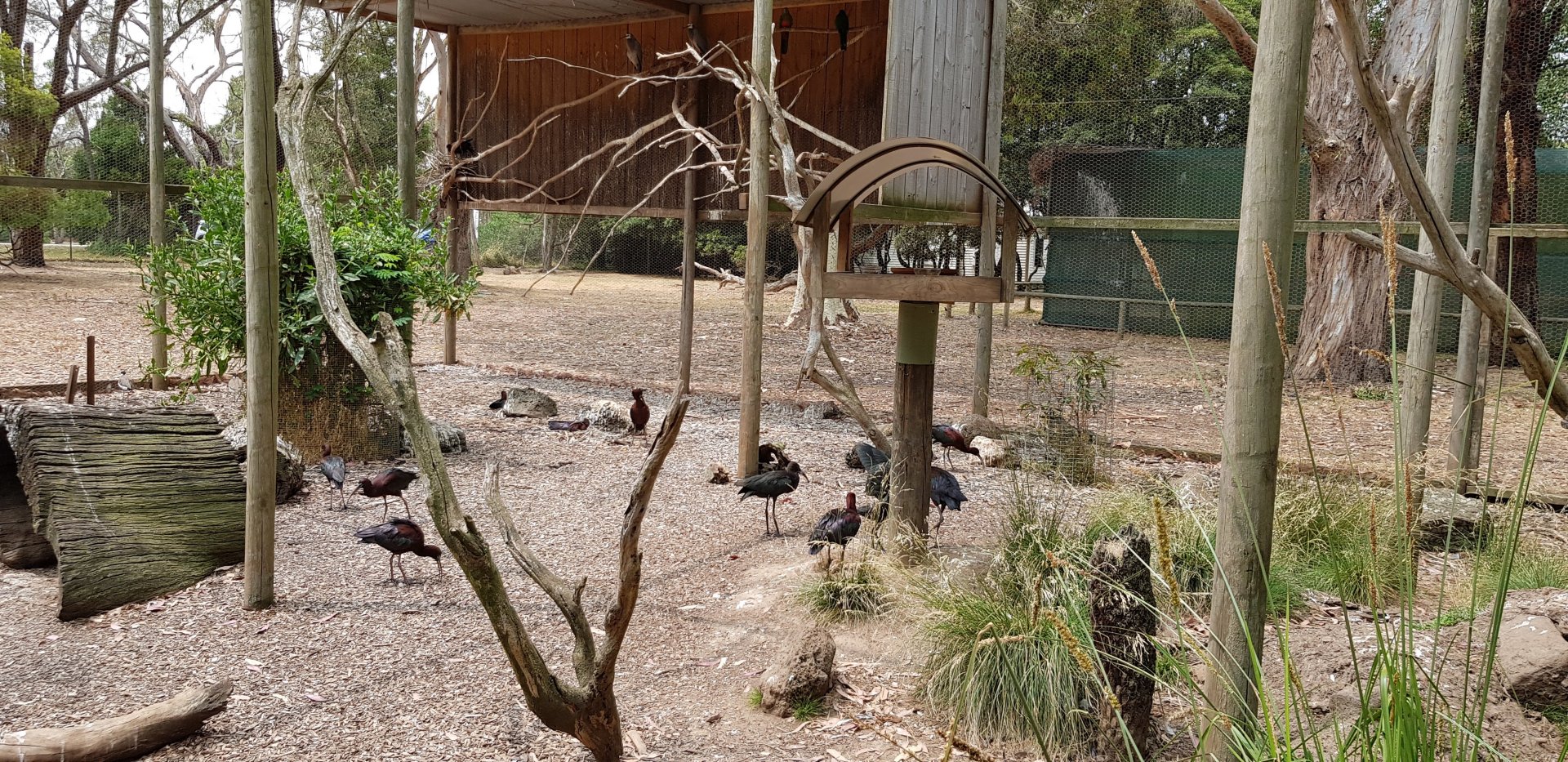 Glossy Egret breeding colony