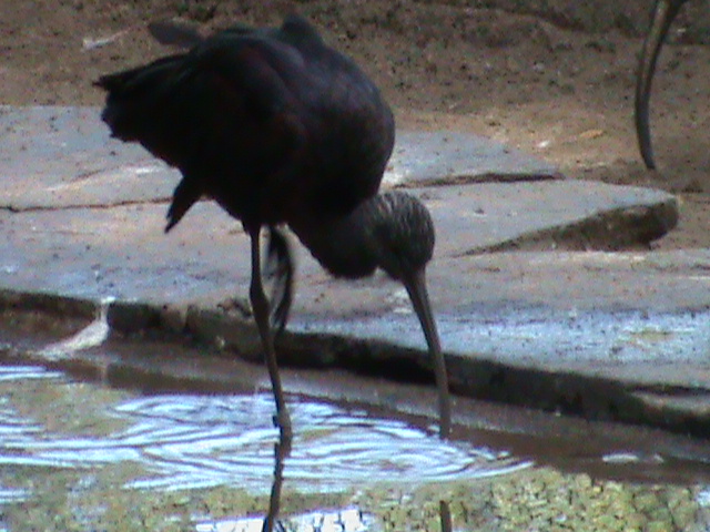 glossy ibis? 050910
