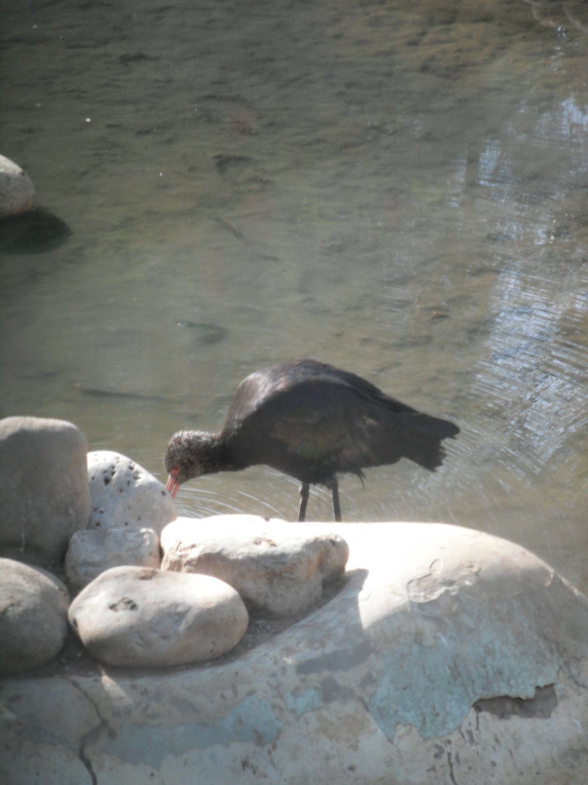 Glossy ibis- 1/Jan/2011