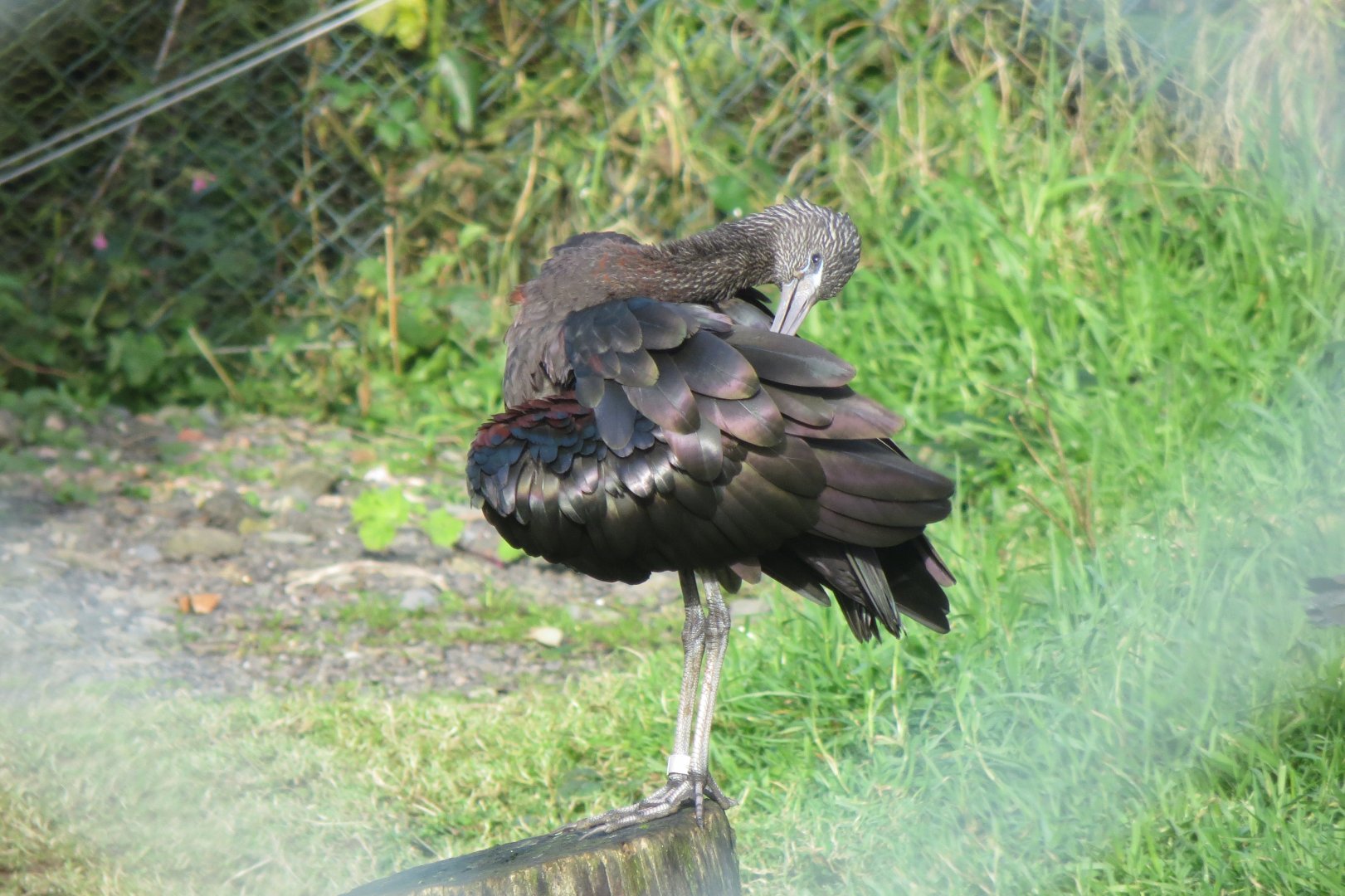 Glossy ibis 101119