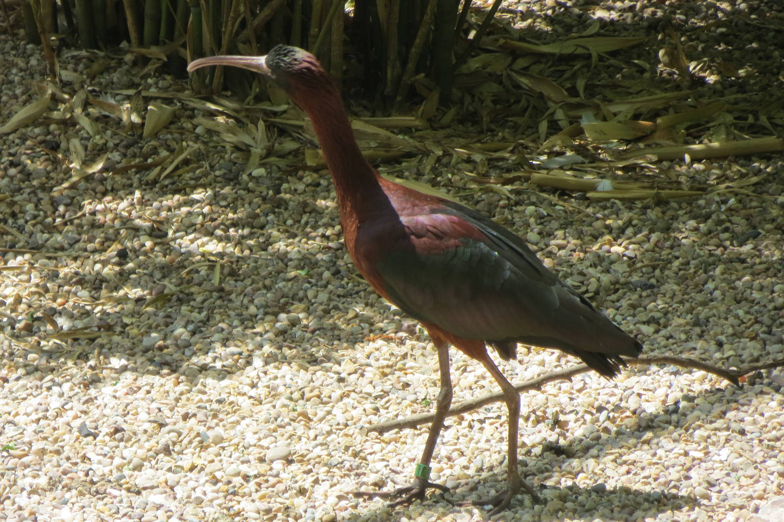Glossy Ibis 110715