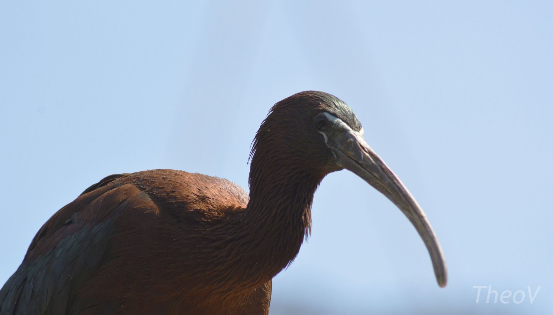 Glossy ibis [2018]