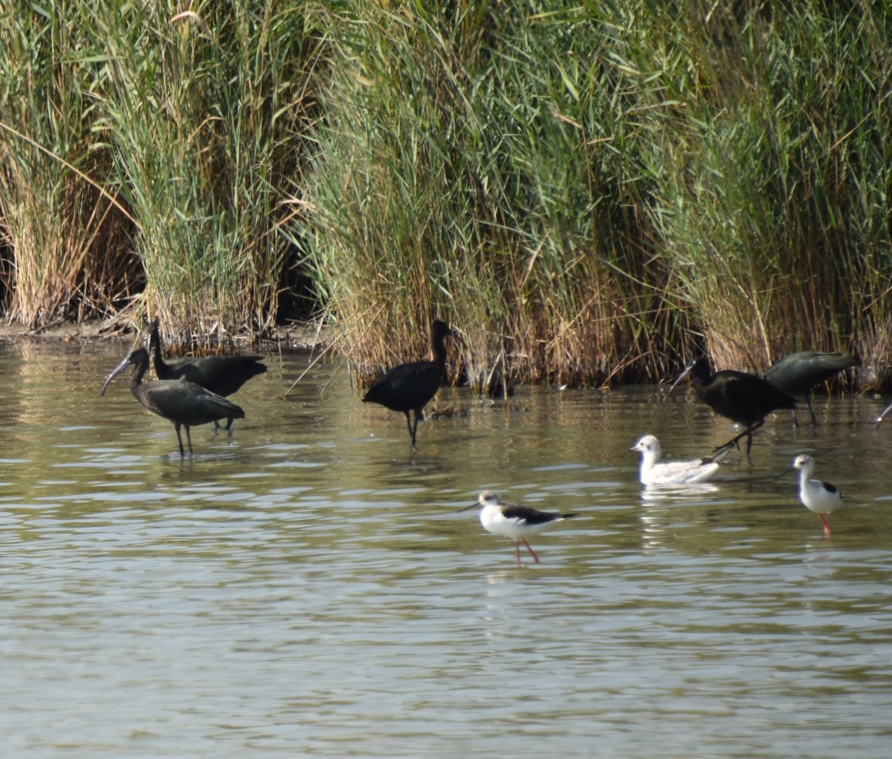 Glossy ibis and Black-winged stilt