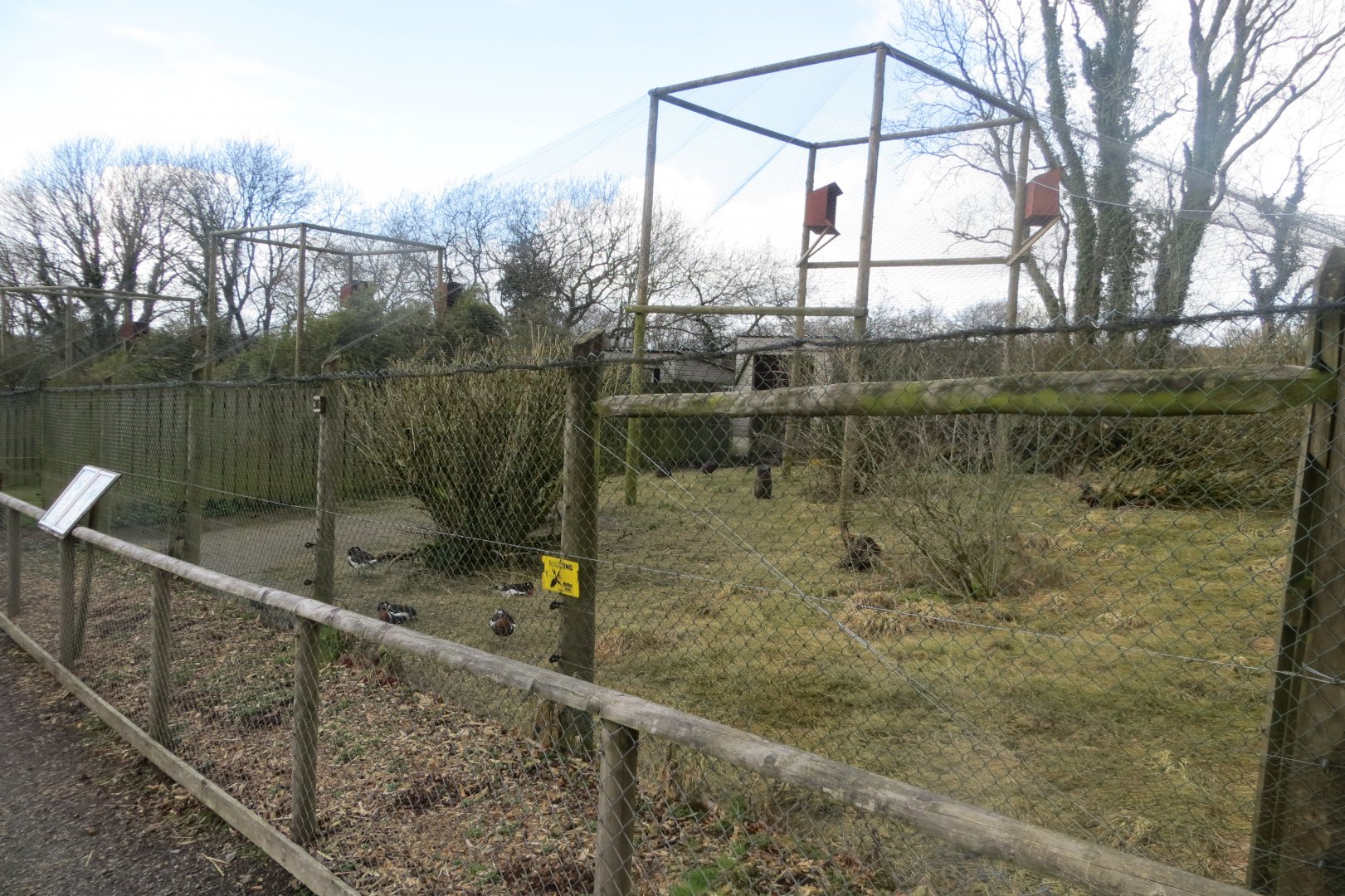 Glossy ibis and Red-breasted goose aviary 040319