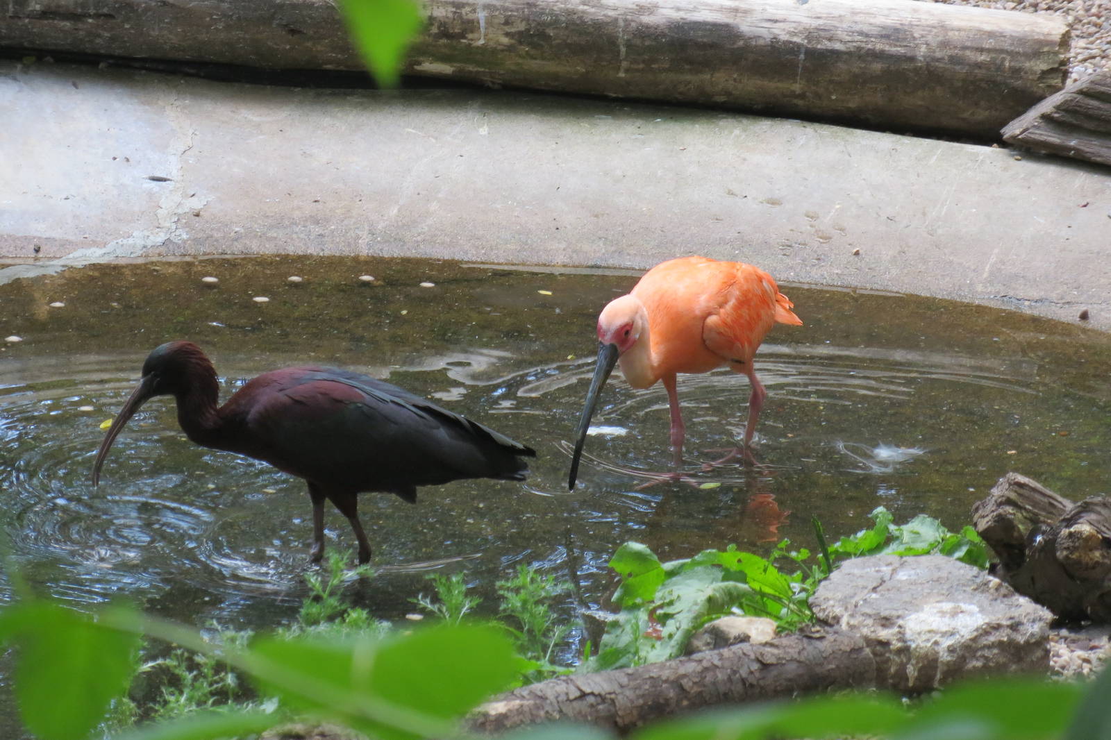 Glossy Ibis and Scarlet Ibis 110715