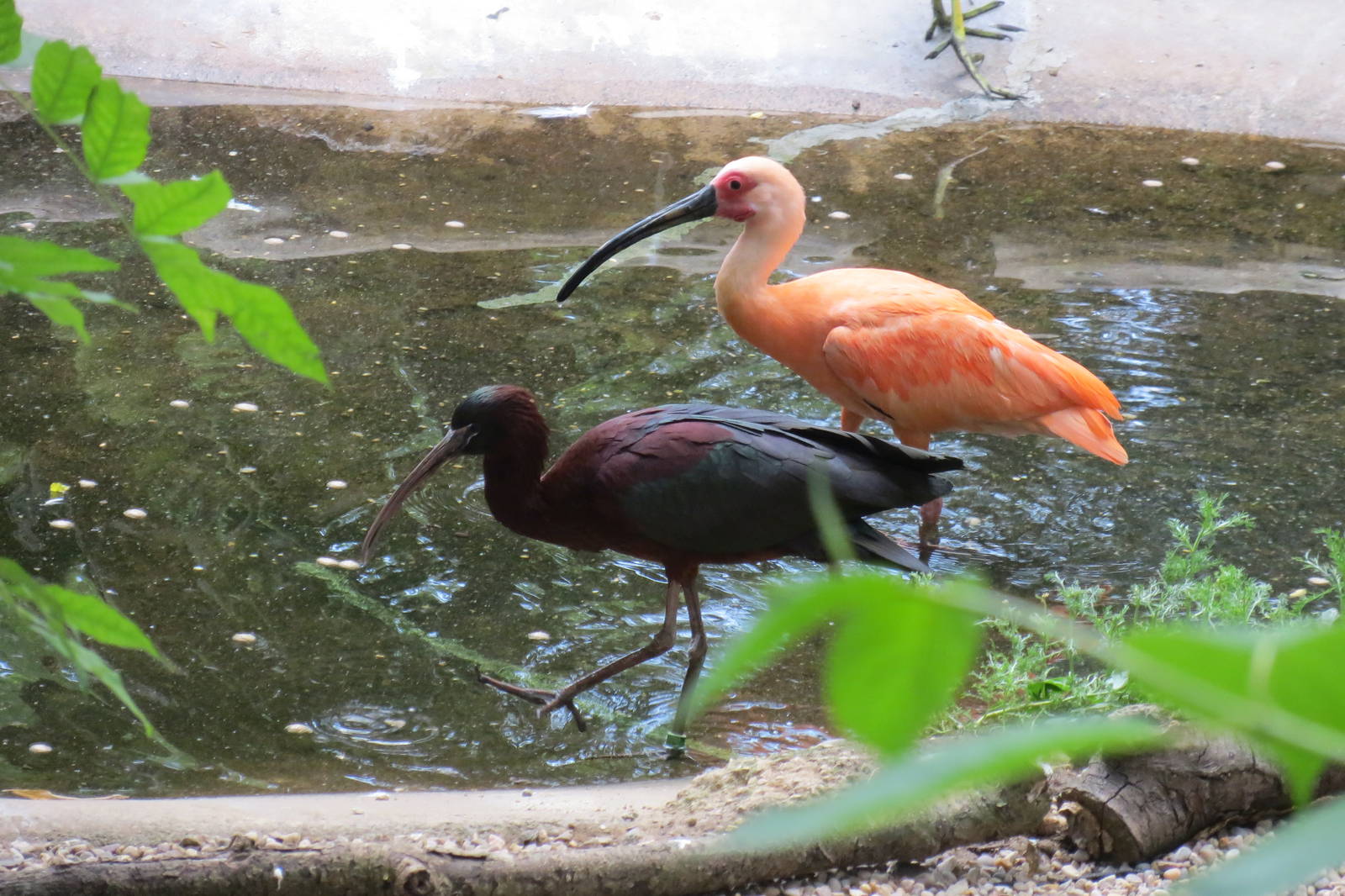 Glossy Ibis and Scarlet Ibis 110715