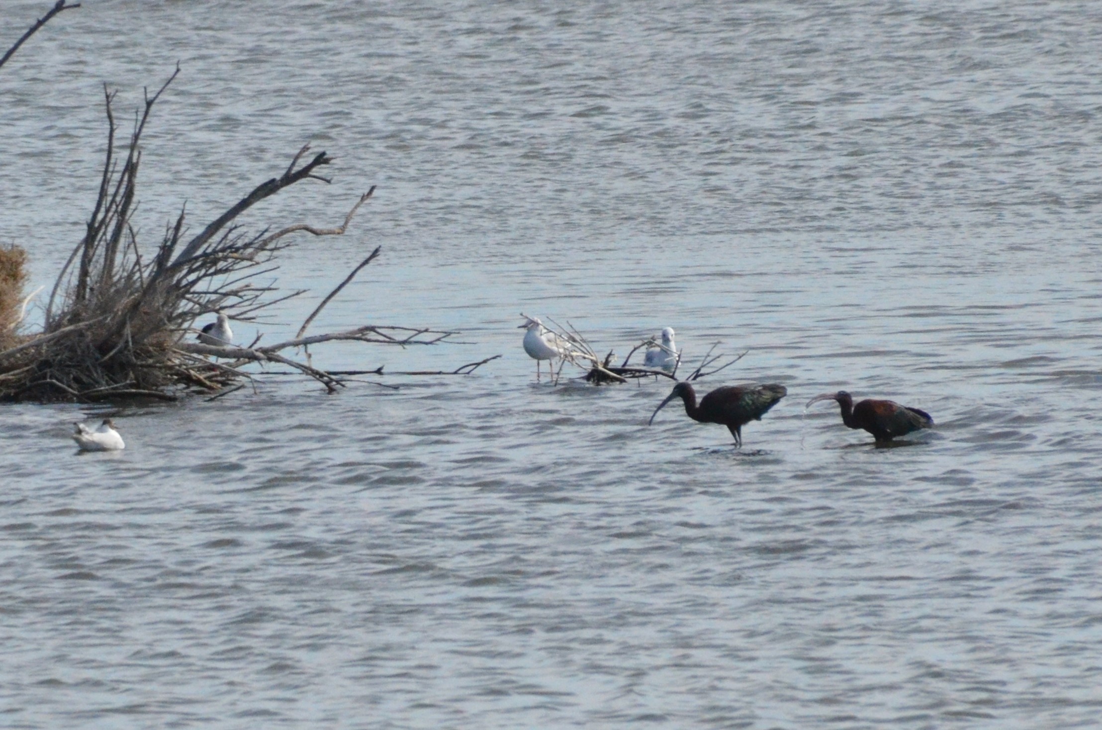 Glossy Ibis at Desembocadura del Guadalhorce Natural Park, 13/03/19