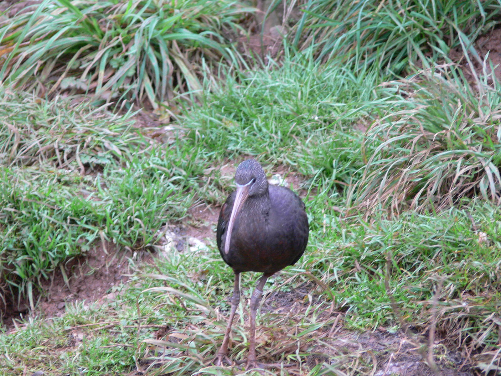 Glossy Ibis at South Lakes WAP, 24/11/12