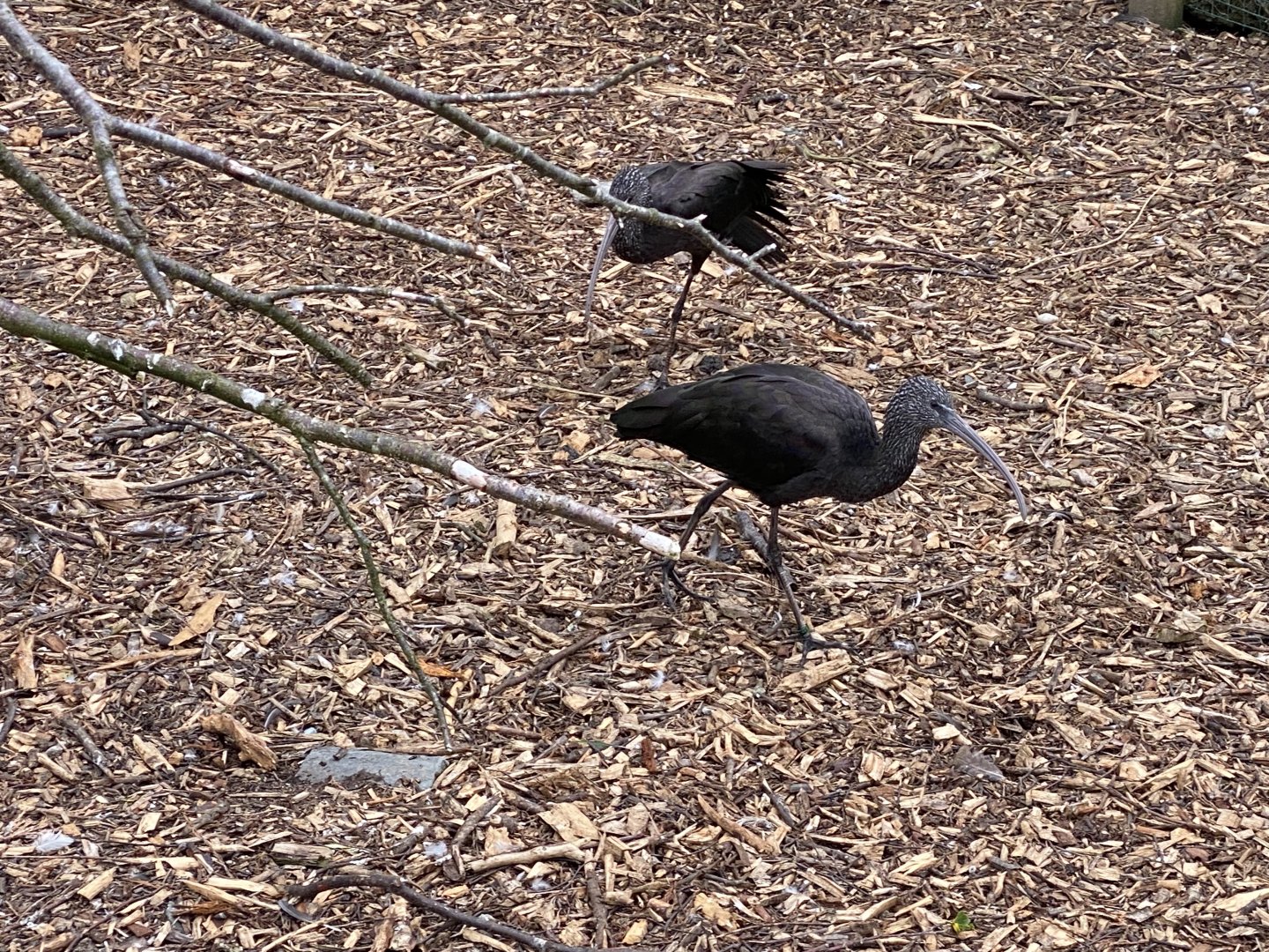Glossy ibis at Wild Ireland