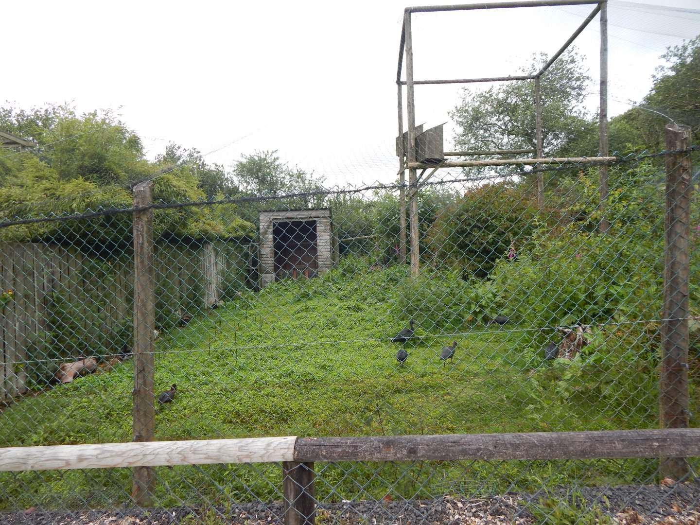 Glossy ibis aviary 050625
