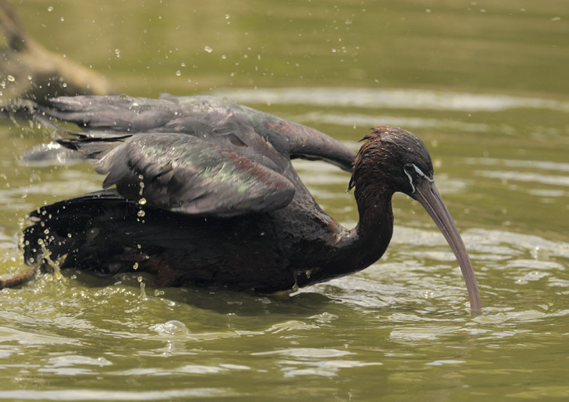 Glossy ibis bathing