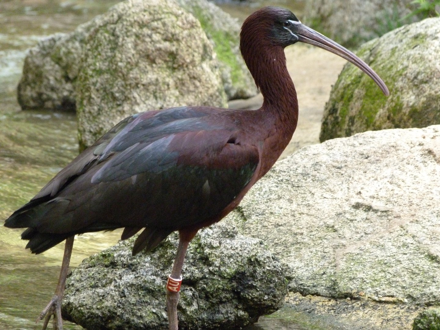 Glossy ibis -Bioparc de Doué la Fontaine (2025)