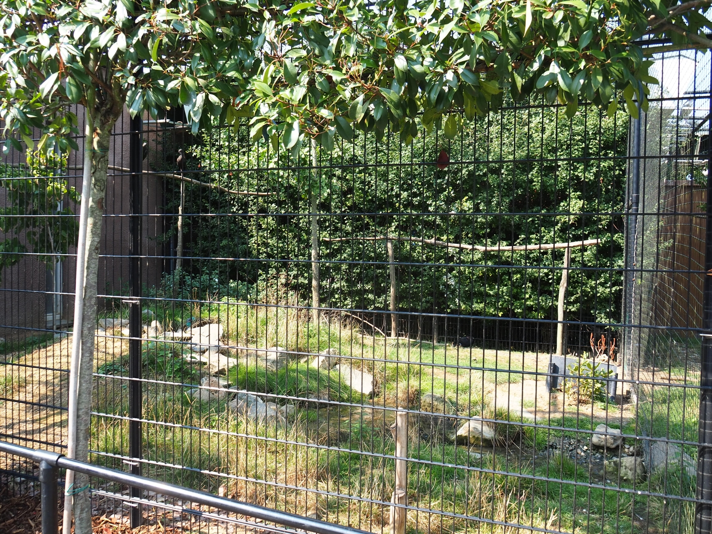 Glossy ibis - Black grouse aviary (Aug 28th, 2018)