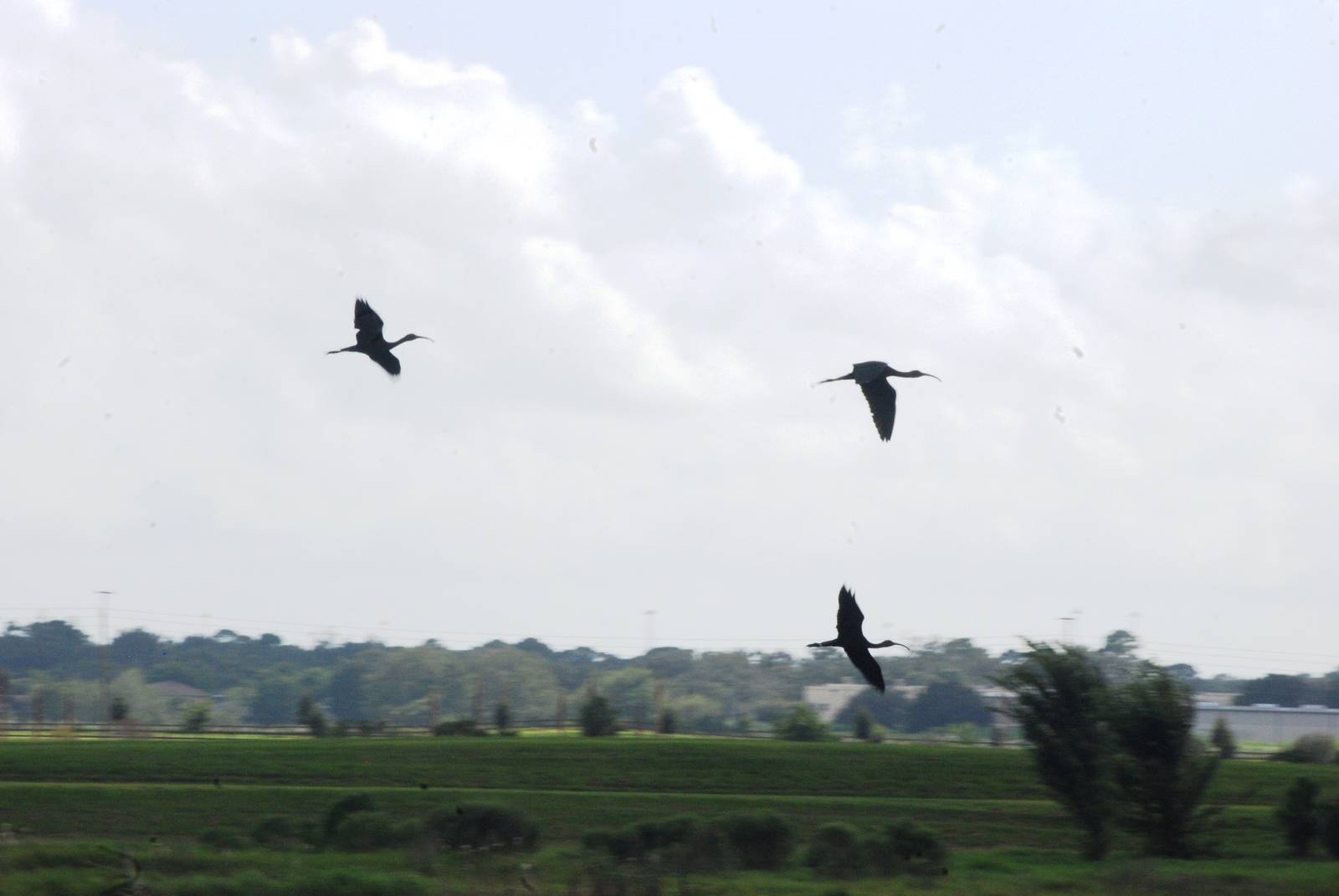 Glossy Ibis, Celery Fields, Sarasota, October 2013