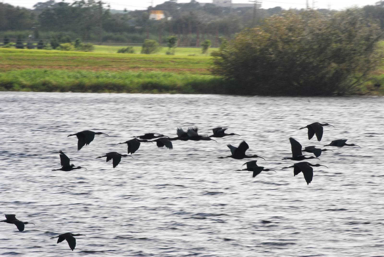 Glossy Ibis, Celery Fields, Sarasota, October 2013