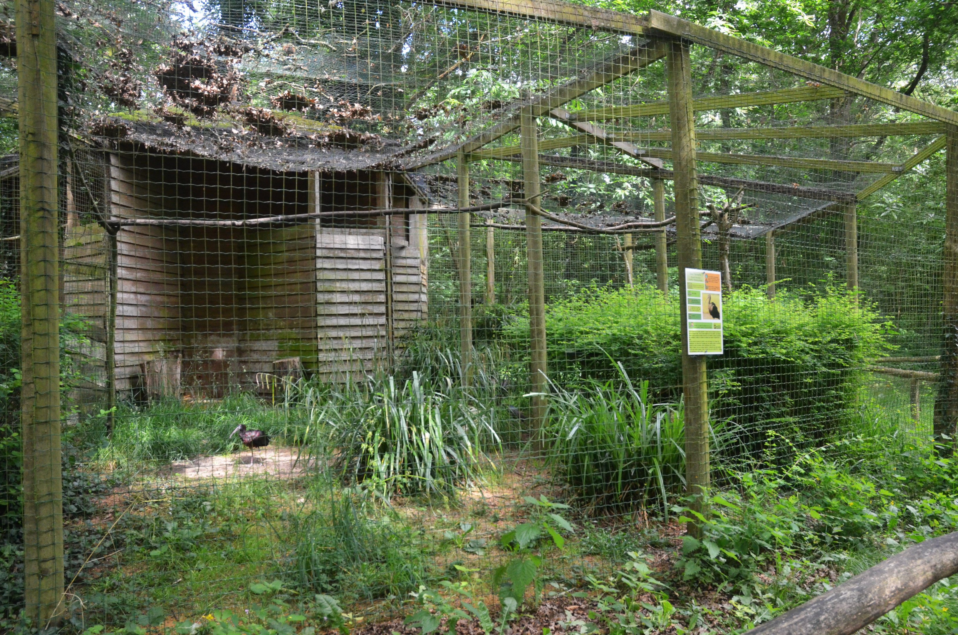 Glossy Ibis Enclosure at Pescheray, 13/06/18