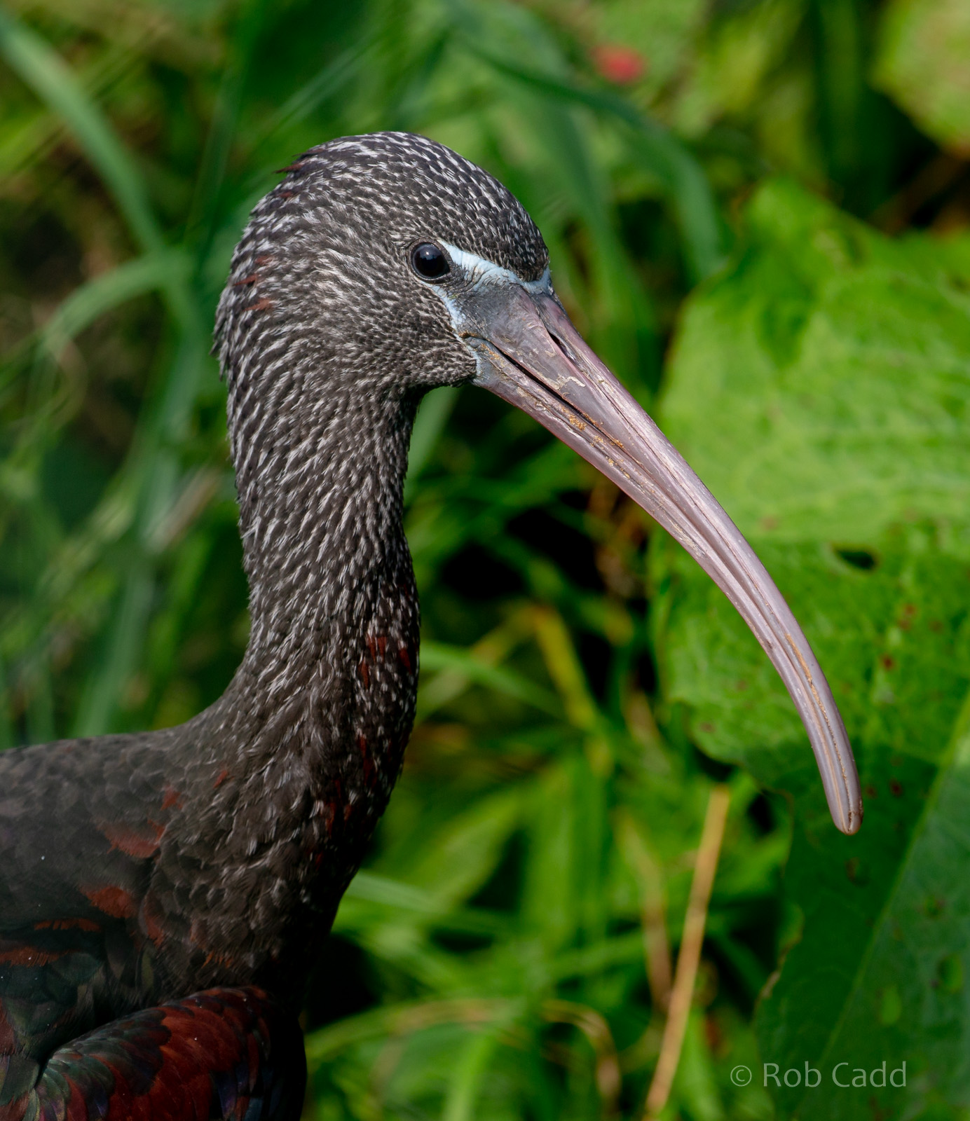 Glossy ibis : Exmoor Zoo : 16 Sep 2020