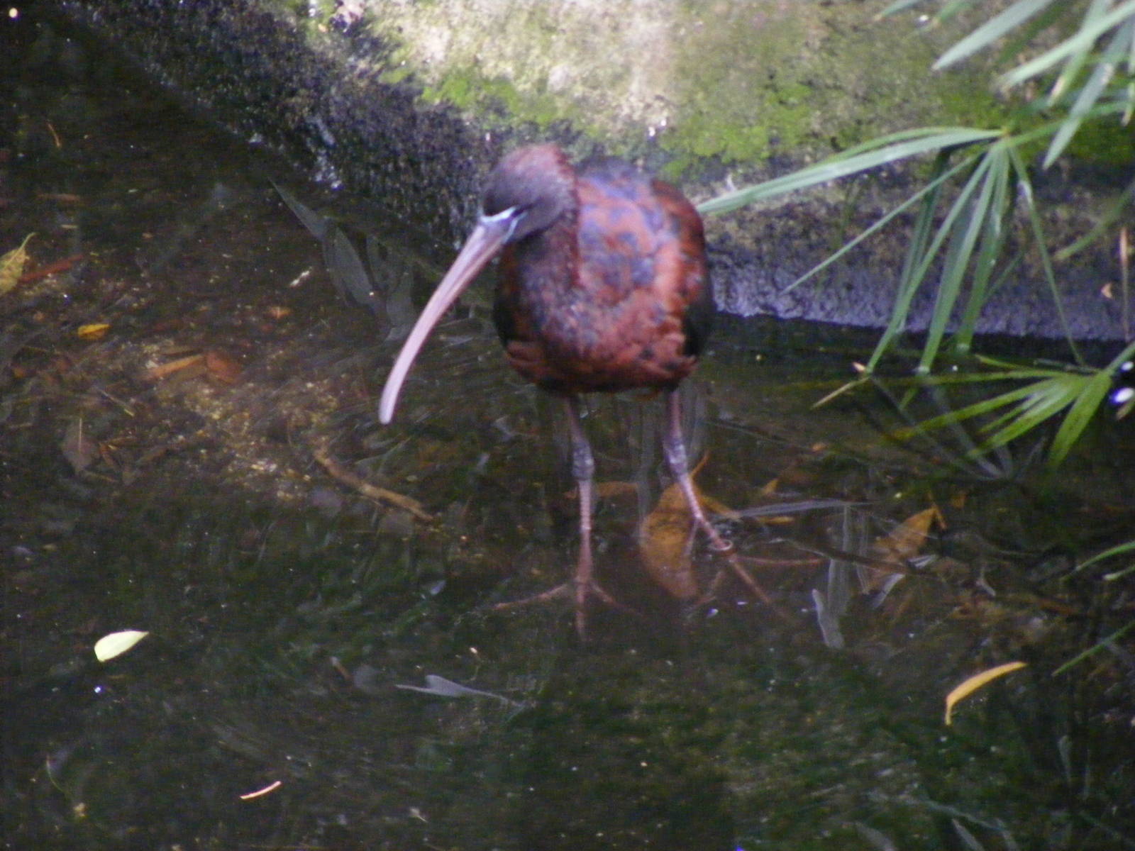 Glossy Ibis, GFA - January, 2010