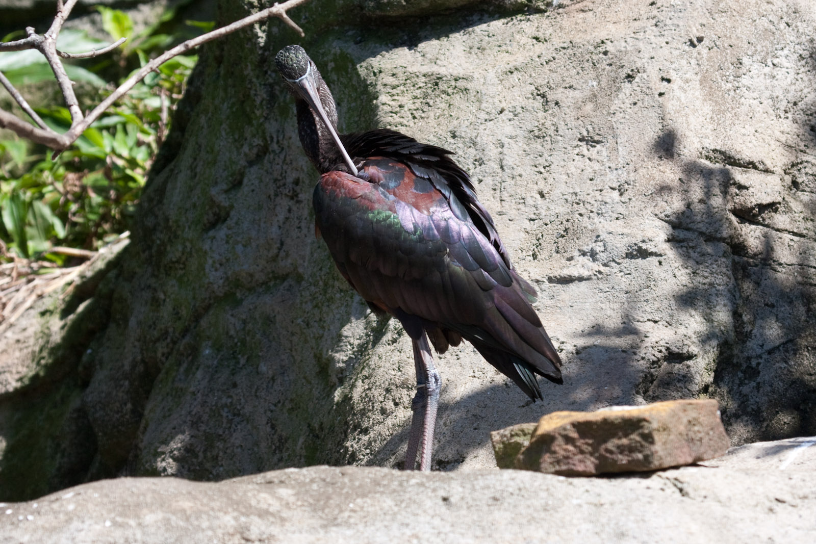 Glossy Ibis - Jan 2009